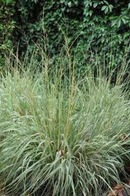 Pluimstruisriet Calamagrostis acutiflora 'Overdam' 5-10 Pot P9