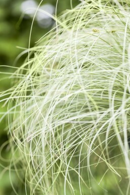 Zegge Carex comans 'Frosted Curls' 5-10 Pot P9