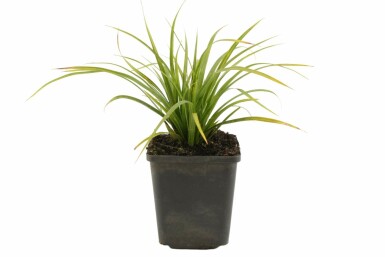 Zegge Carex morrowii 5-10 Pot P9