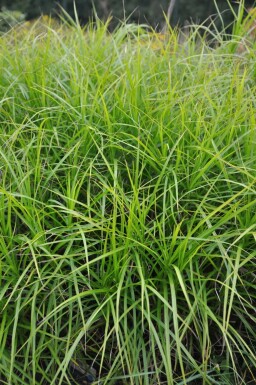 Palmzegge Carex muskingumensis 5-10 Pot P9