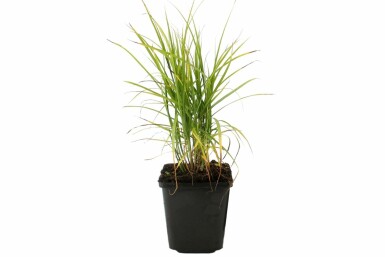 Palmzegge Carex muskingumensis 5-10 Pot P9