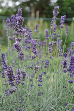 Lavendel Lavandula angustifolia 'Hidcote' 5-10 Pot P9