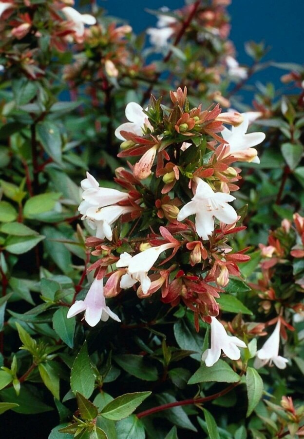 Abelia grandiflora Abelia