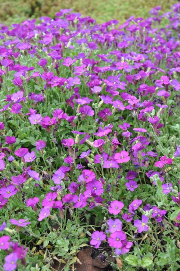 Aubrieta 'Cascade Purple' | Blauwkussen