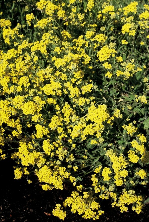 Plantafstand | Aurinia saxatilis (pot 9x9 cm)