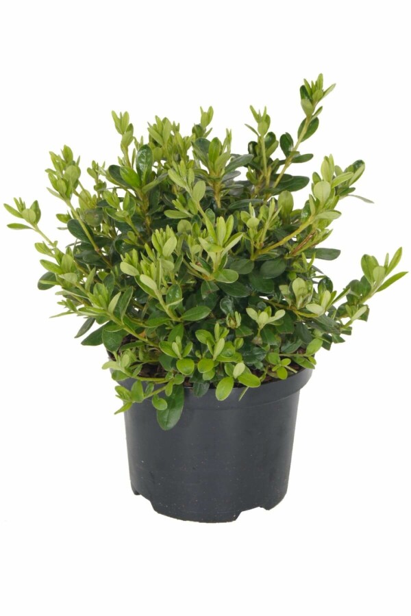 Plantafstand | Azalea (J) 'Pleasant White' (Ø 17cm pot)