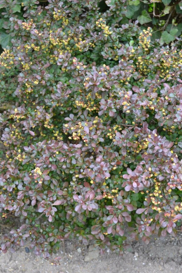 Plantafstand | Berberis thunbergii 'Atropurpurea Nana' (Ø 17cm pot)