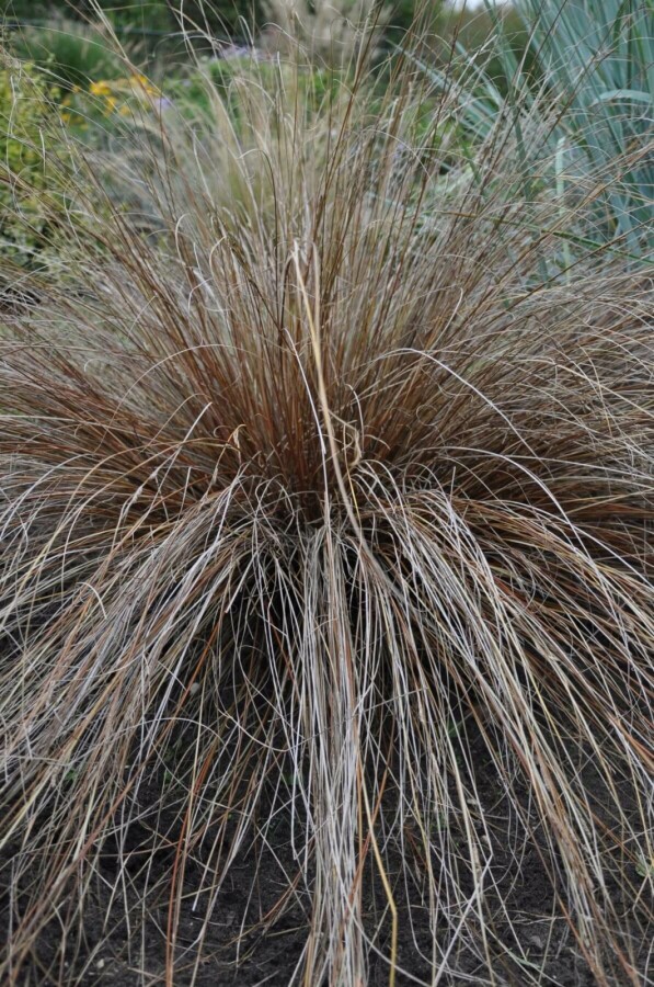Plantafstand | Carex buchananii