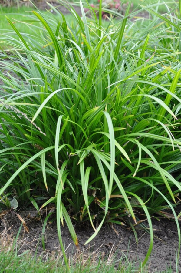 Plantafstand | Carex foliosissima 'Irish Green' (pot 9x9 cm)