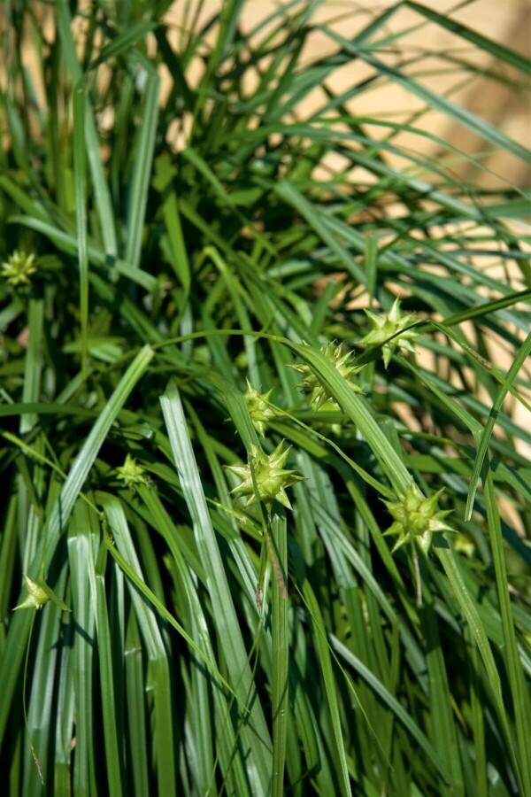 Carex grayi Morgensterzegge
