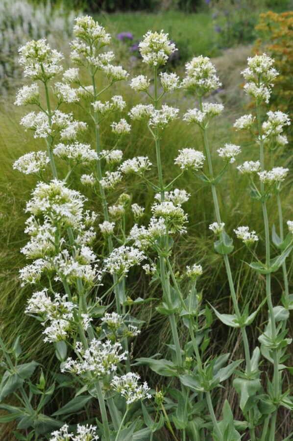 Plantafstand | Centranthus ruber 'Albus' (pot 9x9 cm)