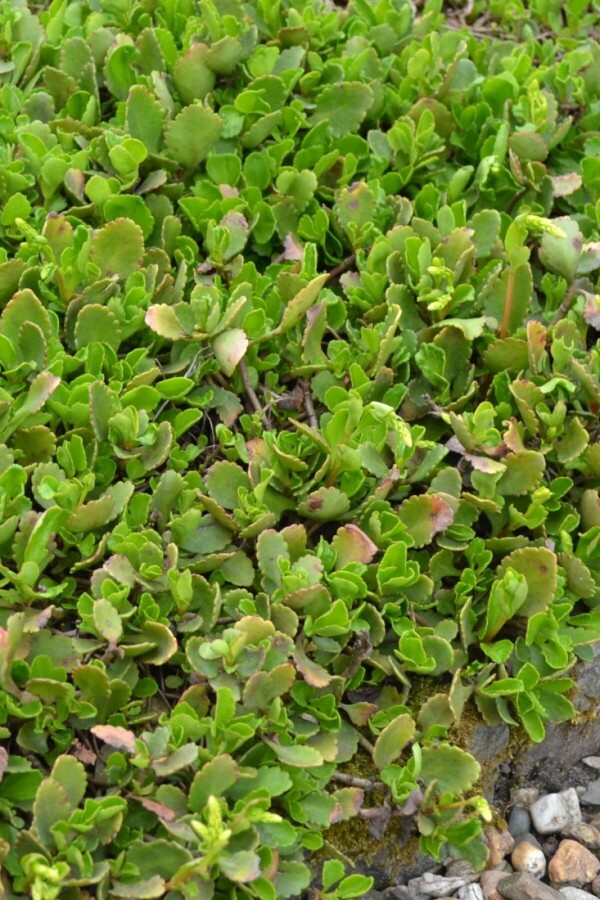 Chiastophyllum oppositifolium Goudkorrel