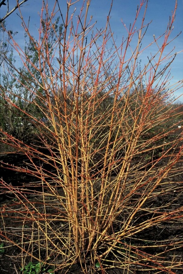 Plantafstand | Cornus sanguinea 'Midwinter Fire'