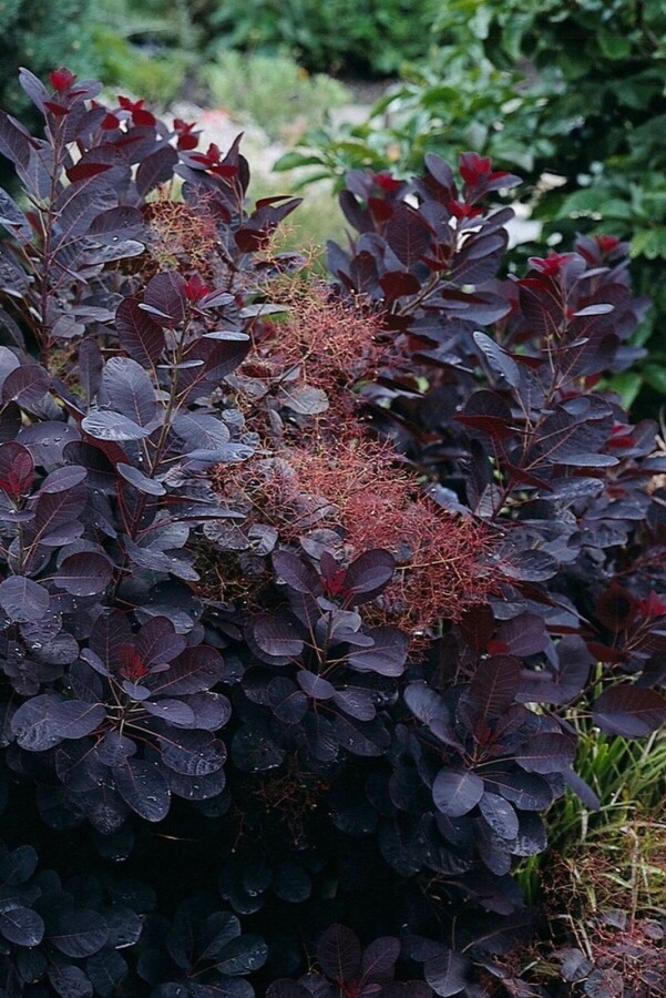 Cotinus coggygria 'Royal Purple' | Pruikenboom
