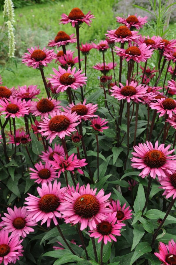 Echinacea 'Fatal Attraction' | Zonnehoed
