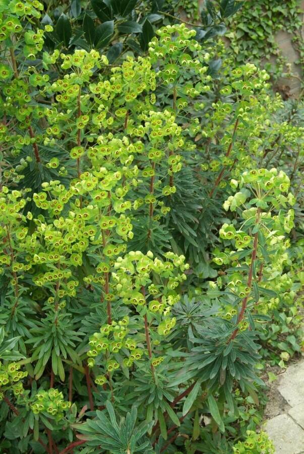 Euphorbia martinii | Wolfsmelk