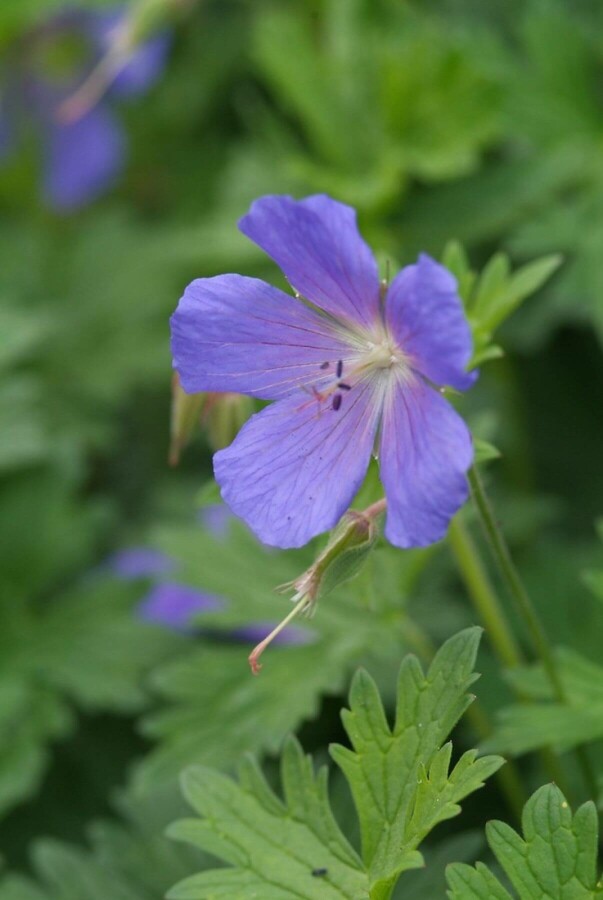 De 'witte aders' in de bloem van de Geranium 'Johnson's Blue' (Ooievaarsbek)