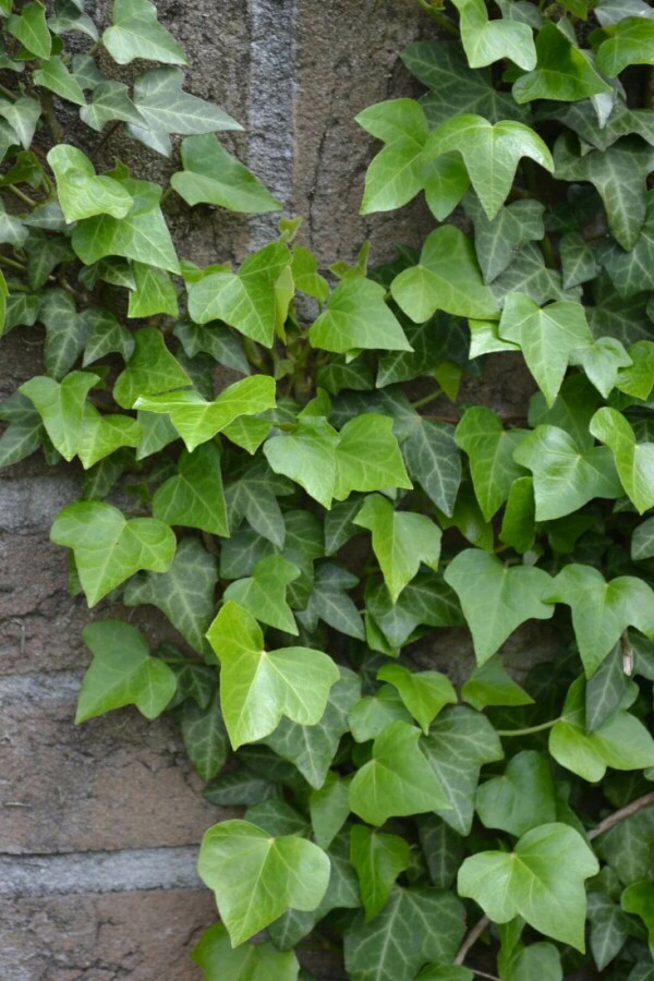 Plantafstand | Hedera helix (pot 9x9cm) als klimplant