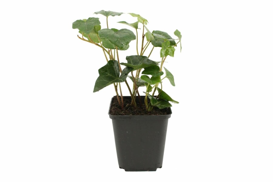 Plantafstand | Hedera hibernica (pot 9x9cm) als klimplant