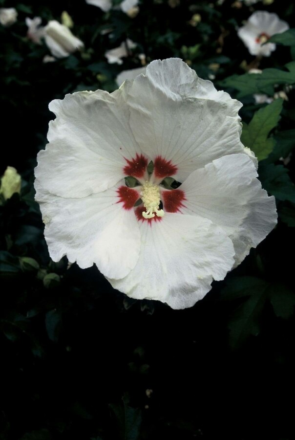 Hibiscus syriacus 'Red Heart' | Hibiscus (12L pot)
