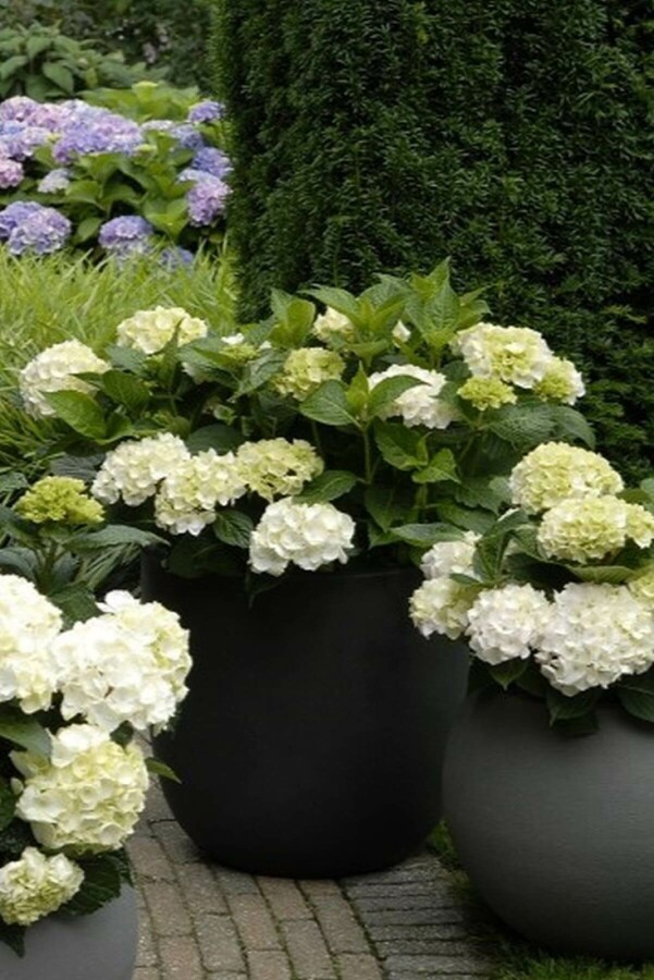 Hydrangea macrophylla 'Forever & Ever® White' | Hortensia
