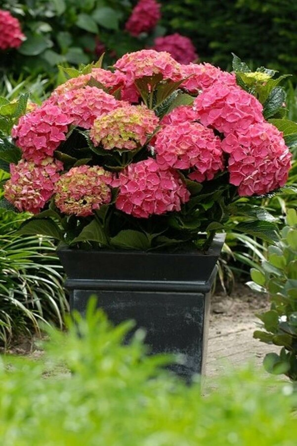 Plantafstand | Hydrangea macrophylla 'Forever & Ever® Red'