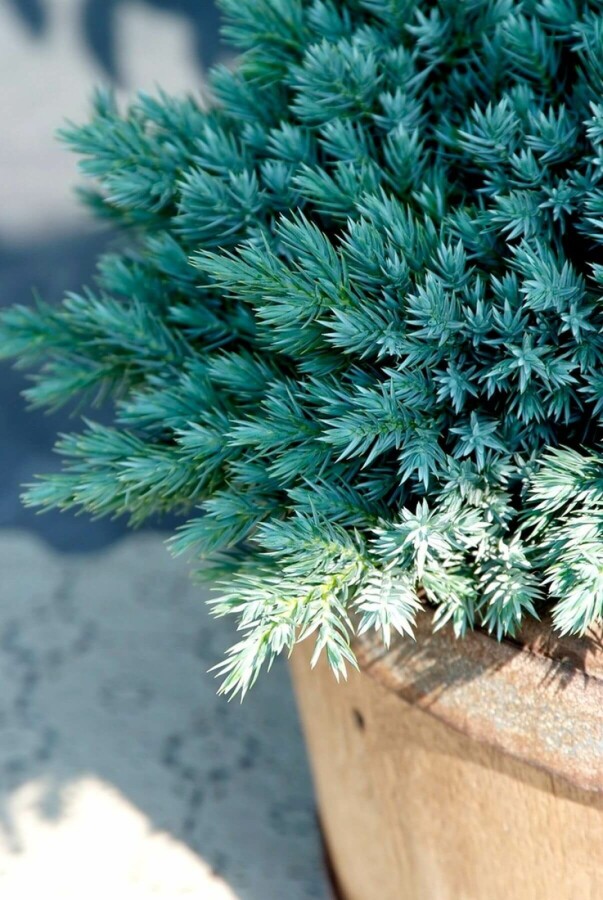 Juniperus squamata 'Blue Star' | Jeneverbes