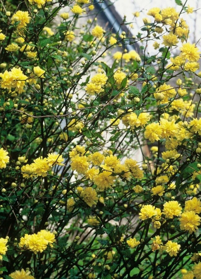 Kerria japonica 'Pleniflora' | Ranonkelstruik