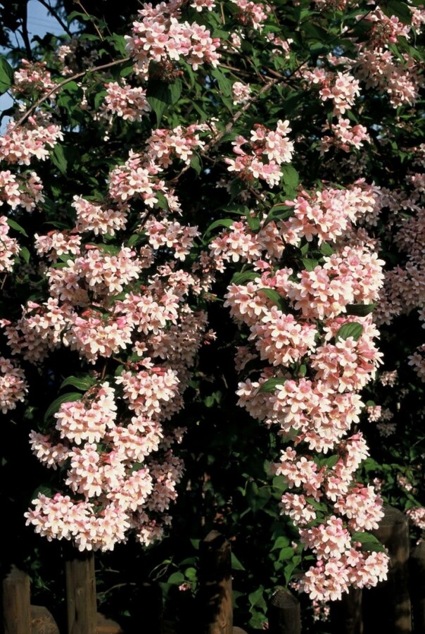 Kolkwitzia amabilis 'Pink Cloud' | Kolkwitzia (12L pot)