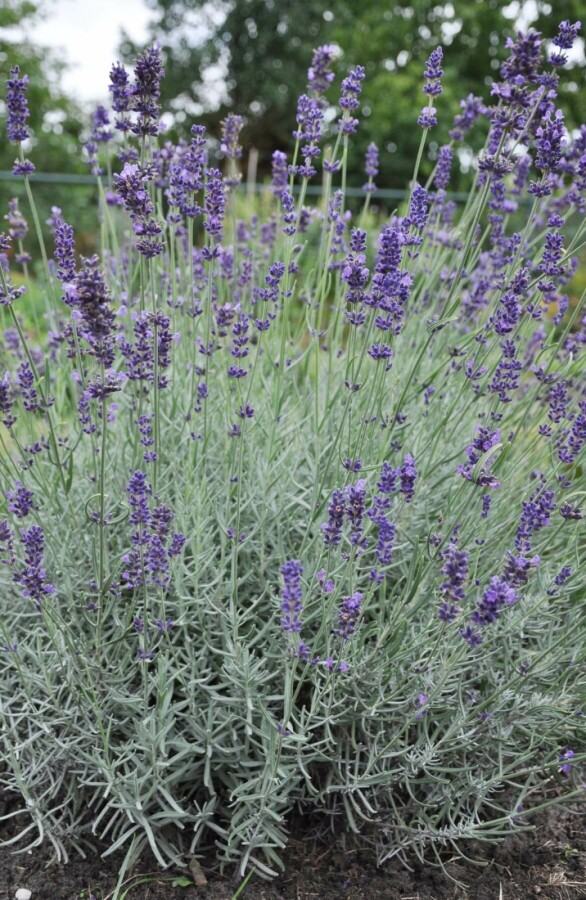 Lavandula angustifolia 'Hidcote' | Lavendel