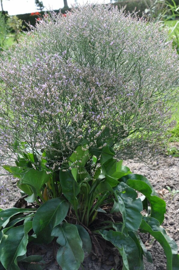 Limonium latifolium | Lamsoor (pot 9x9cm) - VOORJAAR