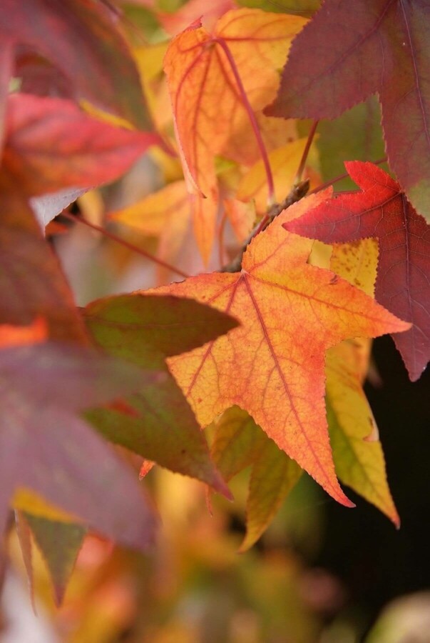 Liquidambar styraciflua | Amberboom herfstkleur