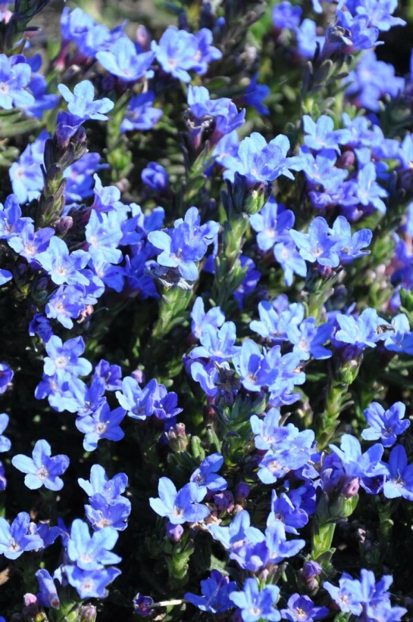 Lithodora diffusa 'Heavenly Blue' | Steenzaad (pot 9x9cm)