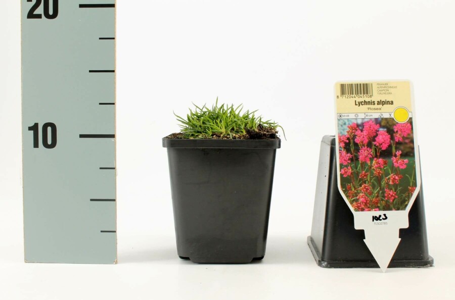 Lychnis alpina 'Rosea' | Koekoeksbloem (pot 9x9cm)