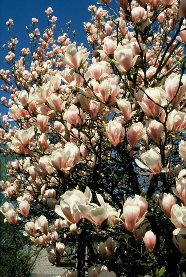 Magnolia soulangeana | Beverboom