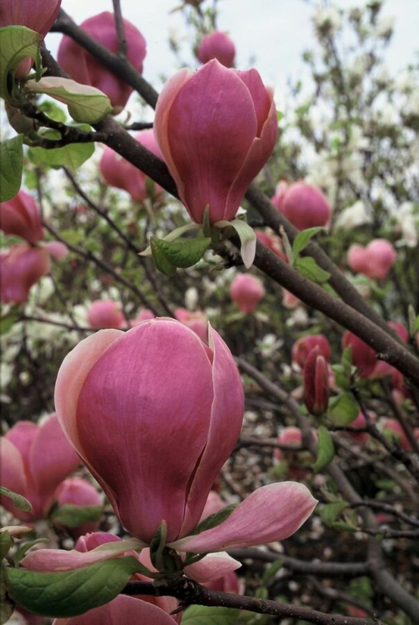 Magnolia soulangeana 'Lennei' | Beverboom