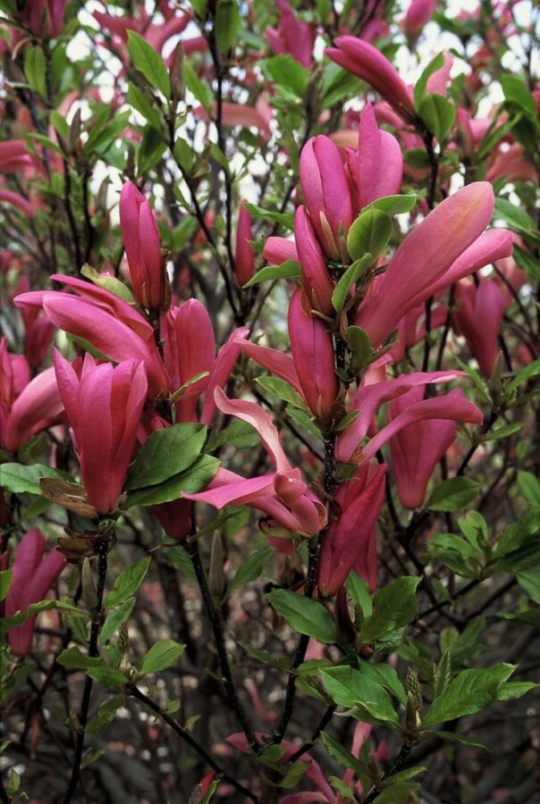 Magnolia 'Susan' | Valse tulpenboom