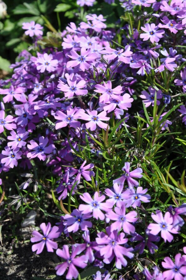 Phlox subulata 'Purple Beauty' | Vlambloem (pot 9x9cm)