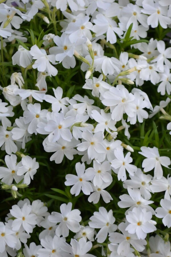 Phlox subulata 'White Delight' | Kruipvlambloem (pot 9x9cm)