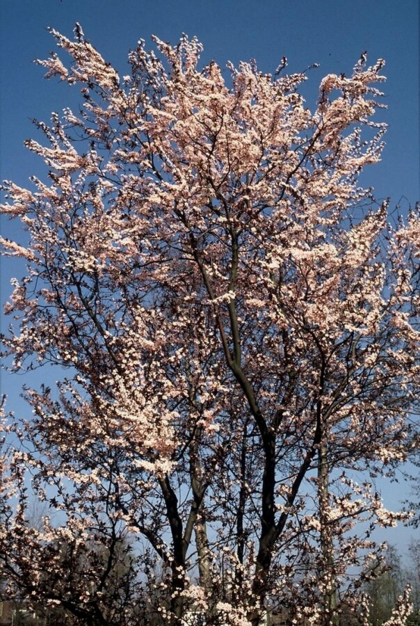 Prunus cerasifera 'Nigra' | Kerspruim