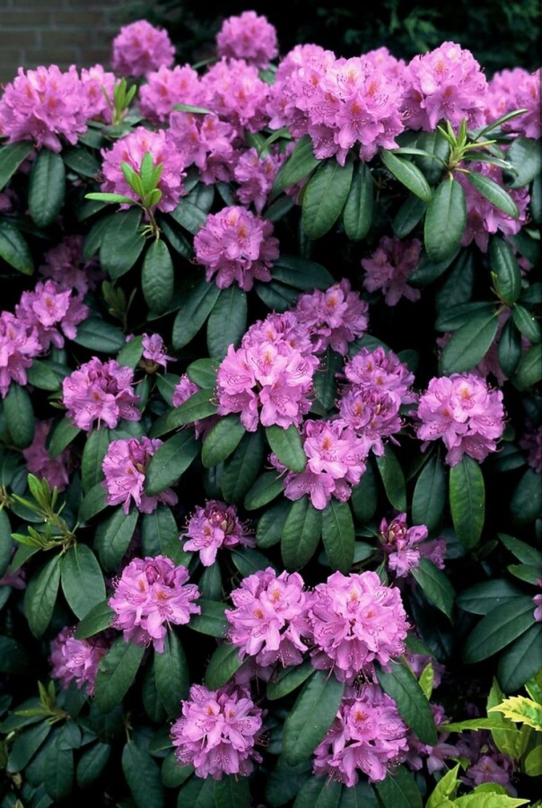 Rhododendron 'Catawbiense grandiflorum' | Rhododendron