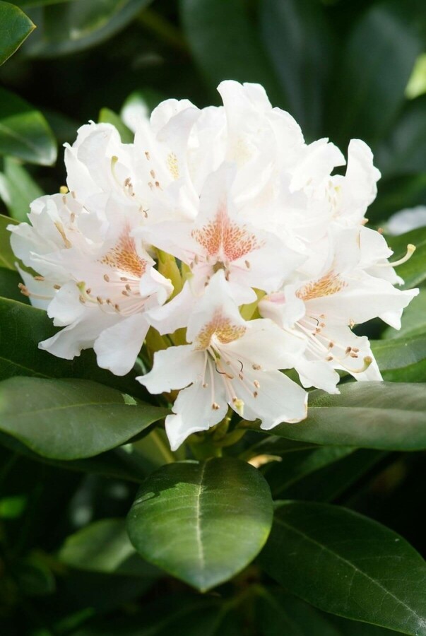 Rhododendron 'Cunningham's White' | Rhododendron