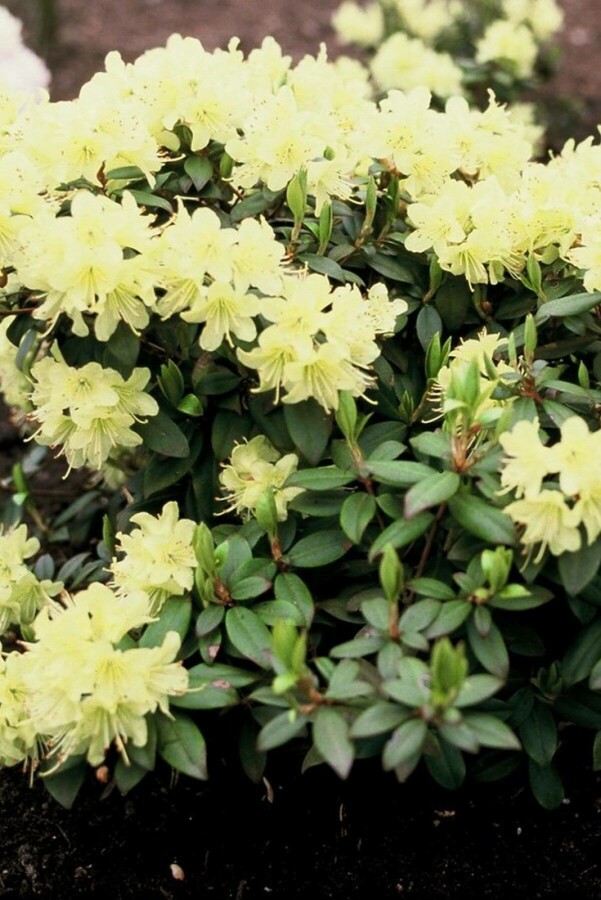 Rhododendron 'Princess Anne' | Dwergrhododendron