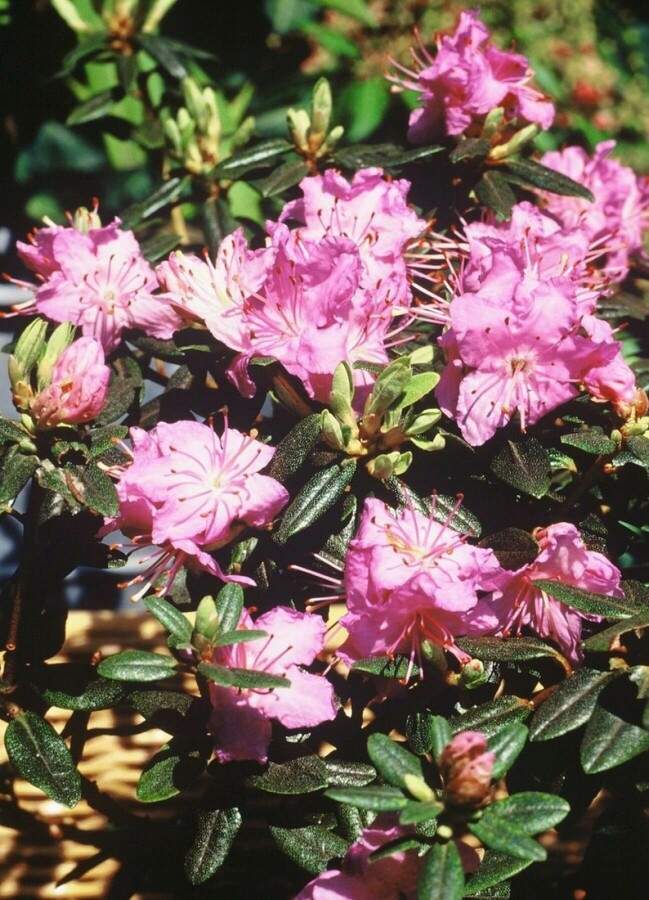 Rhododendron 'Ramapo' | Dwergrhododendron (Ø 17cm pot)