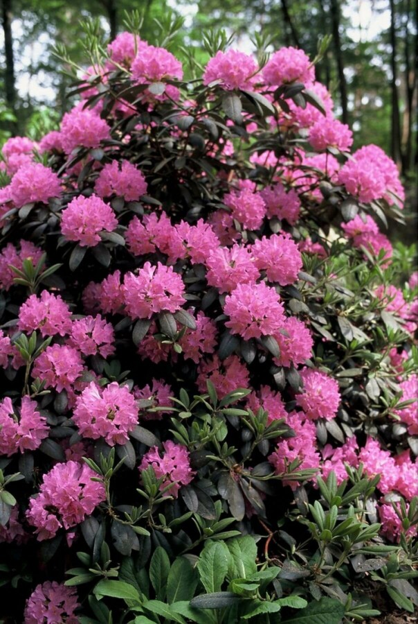 Rhododendron 'Roseum Elegans' | Rhododendron
