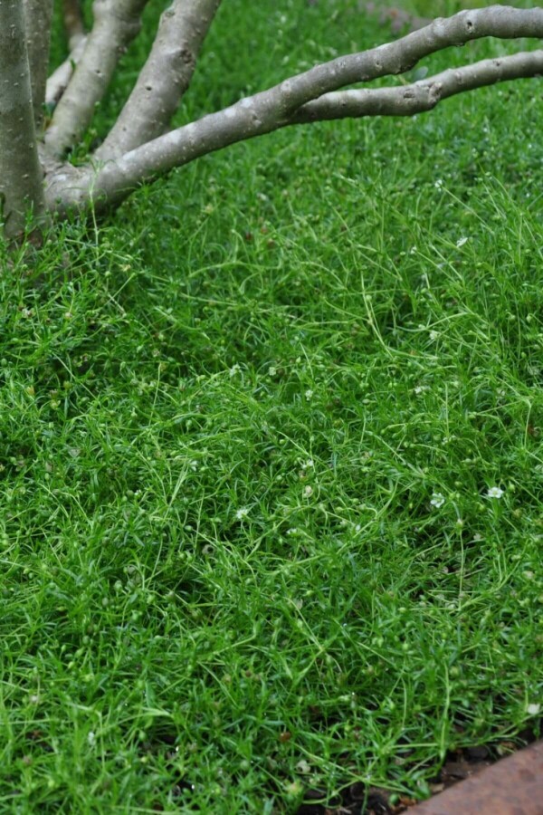 Sagina subulata | Priemvetmuur (pot 9x9cm)