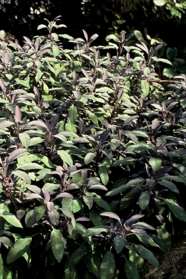 Salvia officinalis 'Purpurascens' | Purperkleurige salie