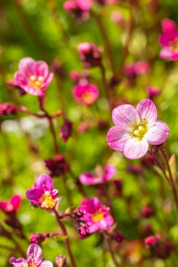 Saxifraga (A) 'Blütenteppich' | Steenbreek