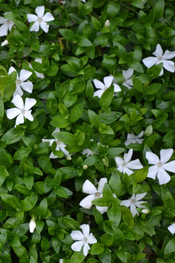 Vinca minor 'Gertrude Jekyll' | Kleinbladige maagdenpalm witte bloemen