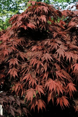 Japanse esdoorn Acer palmatum 'Atropurpureum' Struik 100-125 Pot C12